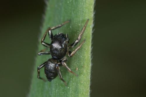 Réf. 226 933 : Heliophanus cupreus